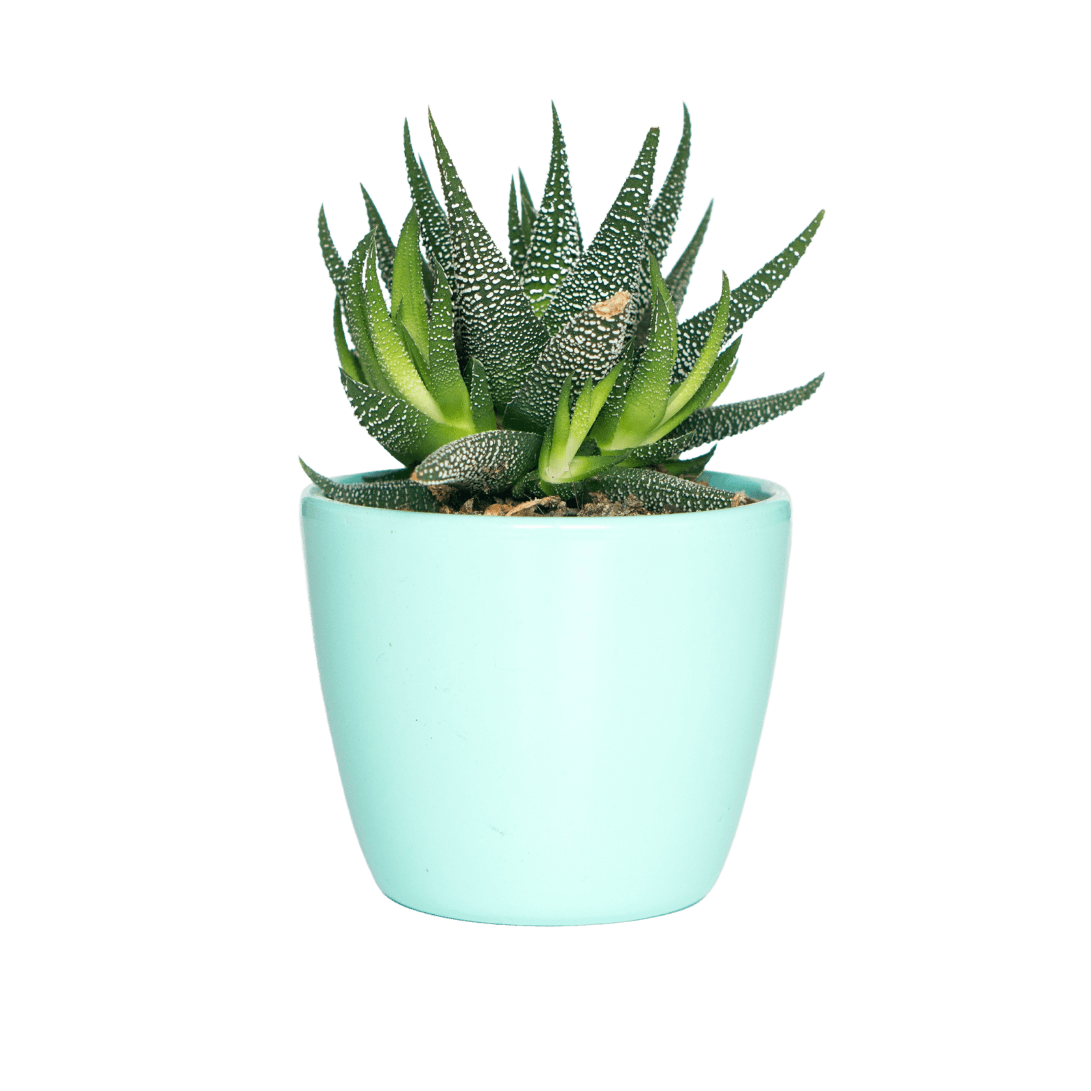 Desk decoration plant
