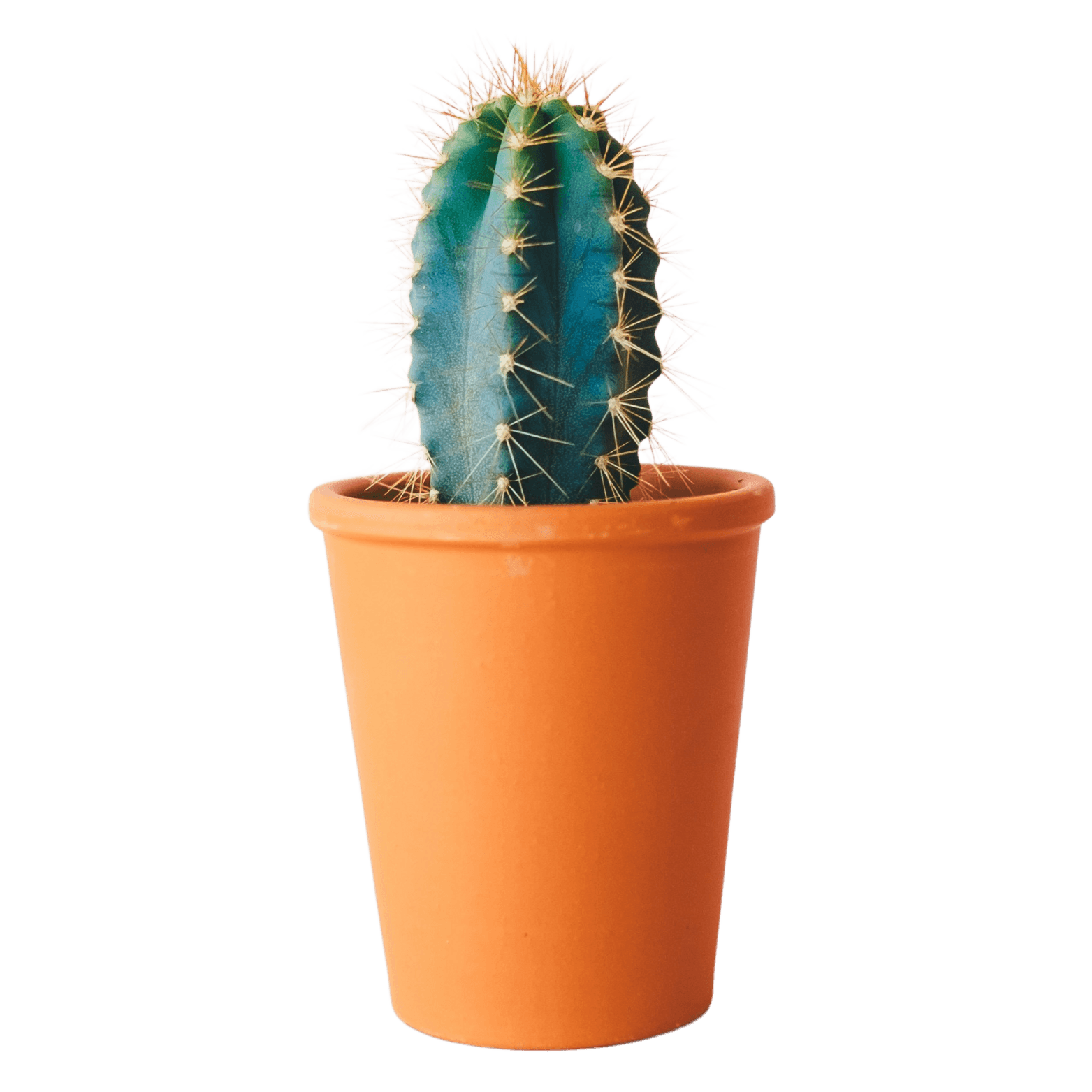 Aglaonema plant