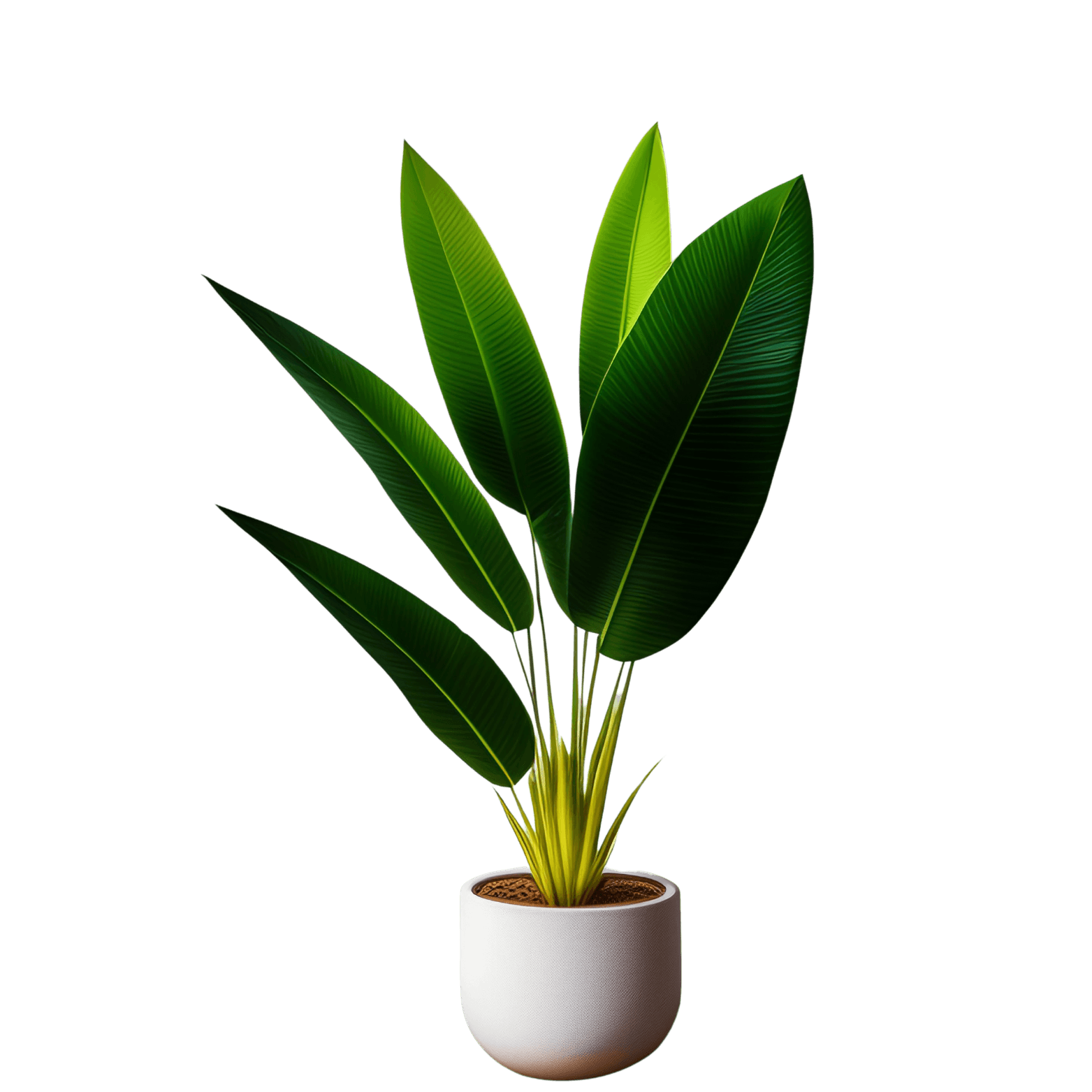 Plantain Lilies
