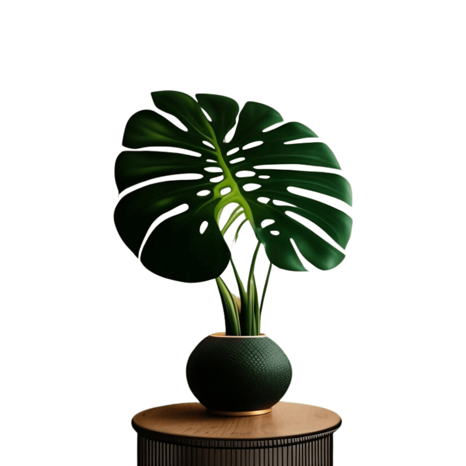 Sansevieria plant
